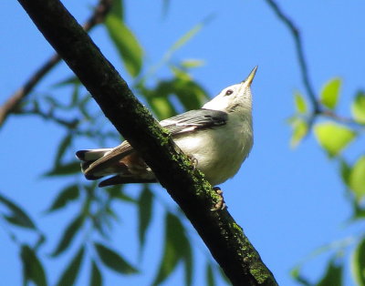 White-Breasted Nuthatch