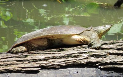 Spiny Soft-Shelled Turtle