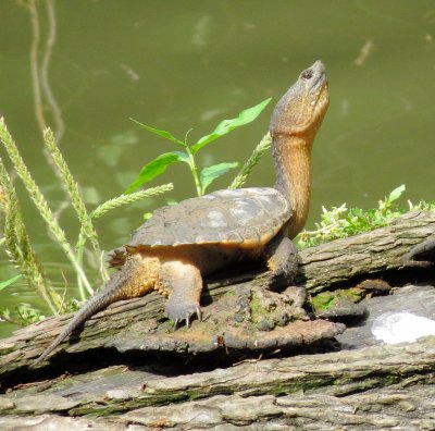 Common Snapping Turtle