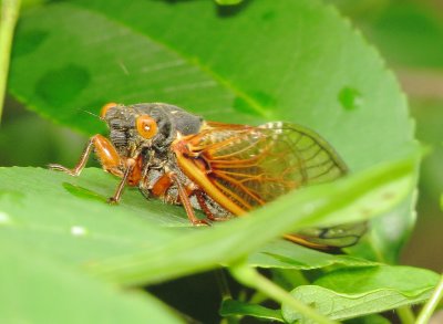 Periodical Cicada