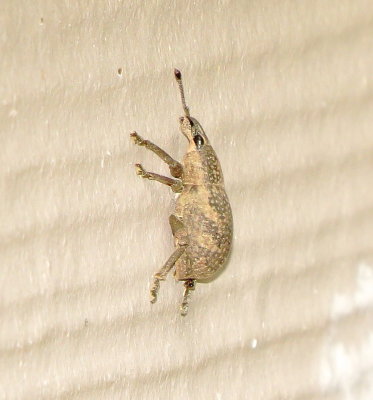 Weevil Species