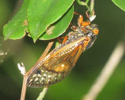Periodical Cicada Species