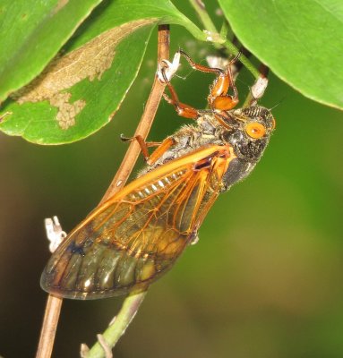 Periodical Cicada Species