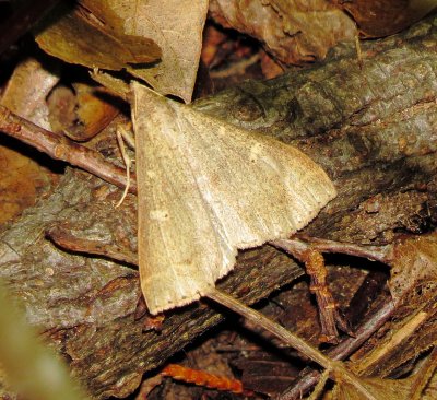 Genus Renia