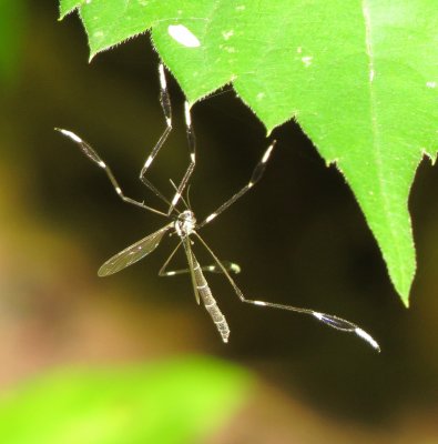 Eastern Phantom Crane Fly