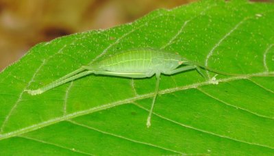 Common True Katydid