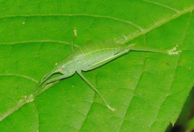 Common True Katydid