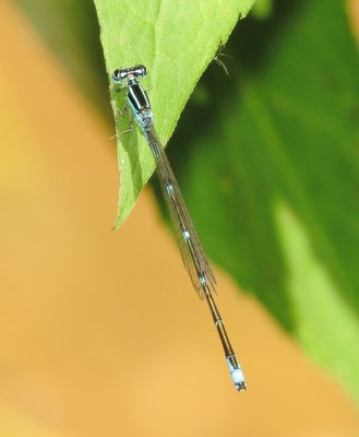 Stream Bluet