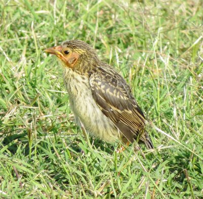 Red-Winged Blackbird