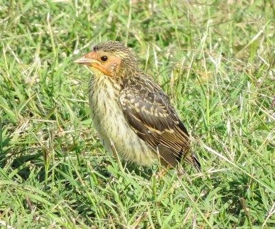 Red-Winged Blackbird