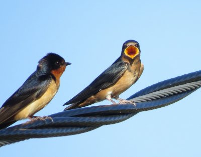 Barn Swallow