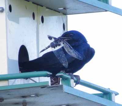 Purple Martin