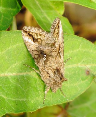 Gray Looper Moth
