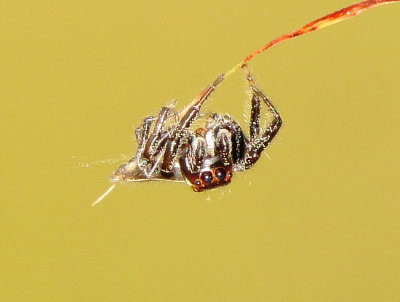 Sylvan Jumping Spider