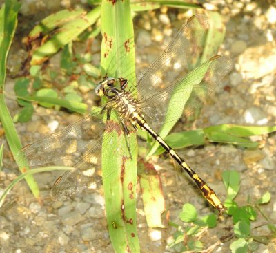 Sulphur-Tipped Clubtail