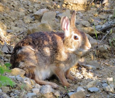 Eastern Cottontail