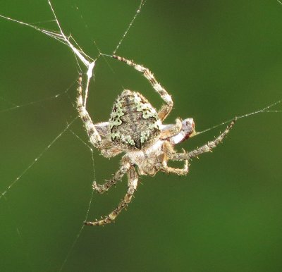Genus Eustala