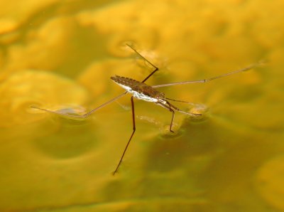 North American Common Water Strider