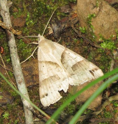 Forage Looper Moth