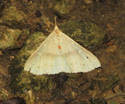 Litter Moth Species