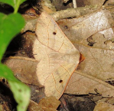 Red-Lined Panopoda Moth