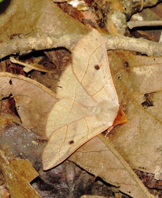 Red-Lined Panopoda Moth