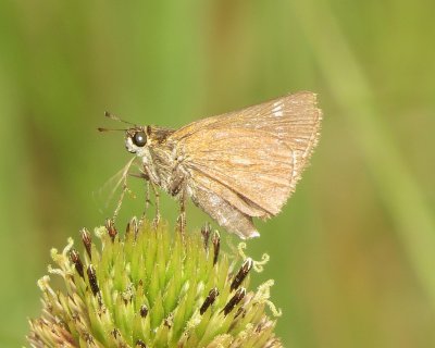 Dun Skipper