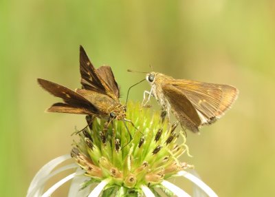 Dun Skipper