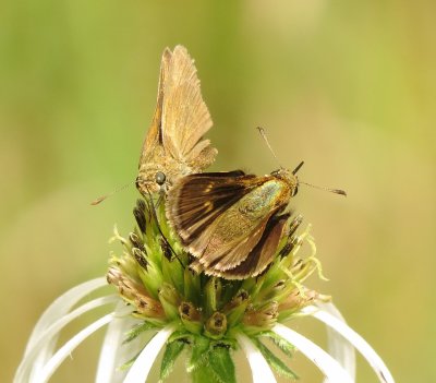 Dun Skipper