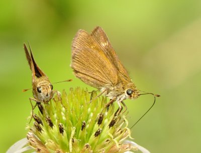 Dun Skipper