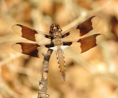 Common Whitetail