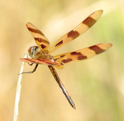 Halloween Pennant