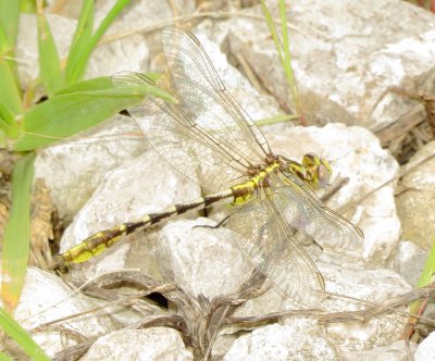 Sulphur-Tipped Clubtail