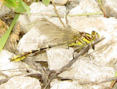 Sulphur-Tipped Clubtail