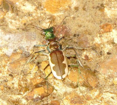 Cream-Edged Tiger Beetle