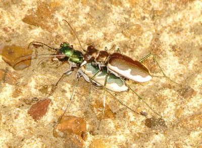 Cream-Edged Tiger Beetle