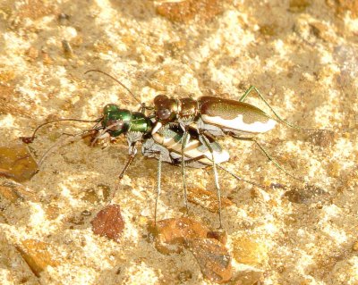 Cream-Edged Tiger Beetle