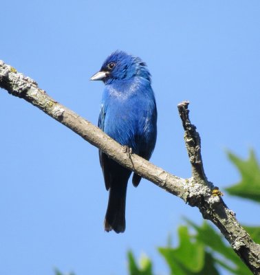 Indigo Bunting