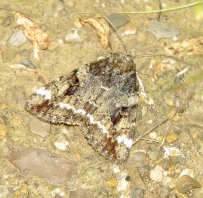 Little Underwing
