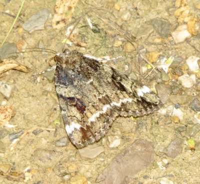 Little Underwing