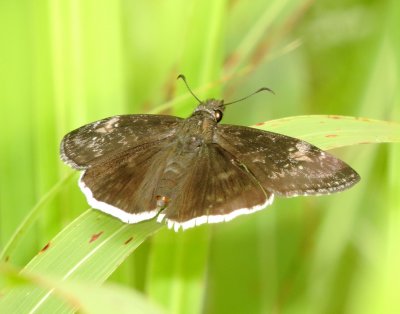 Funereal Duskywing