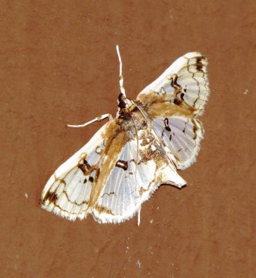 Compacta capitalis