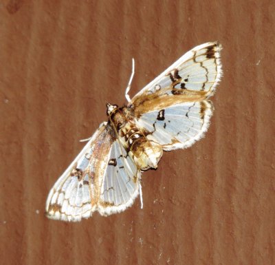 Compacta capitalis