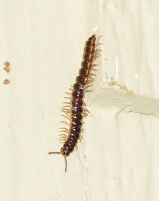 Greenhouse Millipede