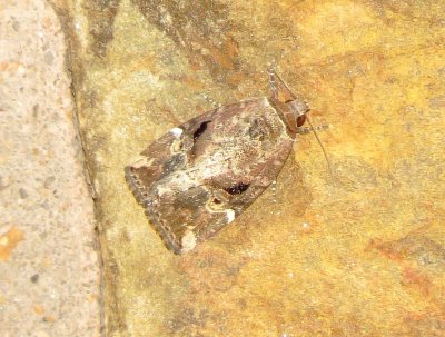 Variegated Midget