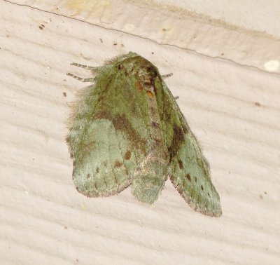 White-Blotched Heterocampa Moth