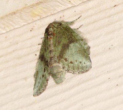 White-Blotched Heterocampa Moth
