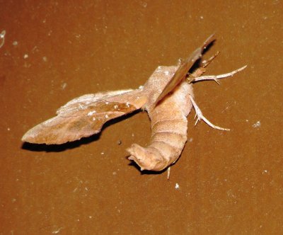 Walnut Sphinx Moth