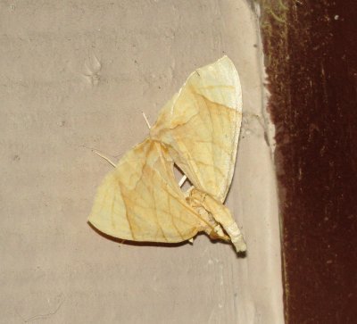 Genus Eulithis