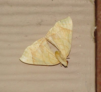 Genus Eulithis